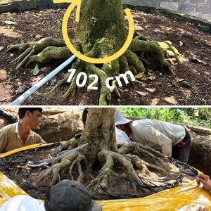 Mai Vàng Cổ Thụ Đẹp - Cây Mai Tự Nhiên 55 Năm Tuổi - Ảnh 4