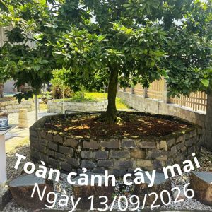 Mai Vàng Cổ Thụ Đẹp - Cây Mai Tự Nhiên 55 Năm Tuổi - Ảnh 5