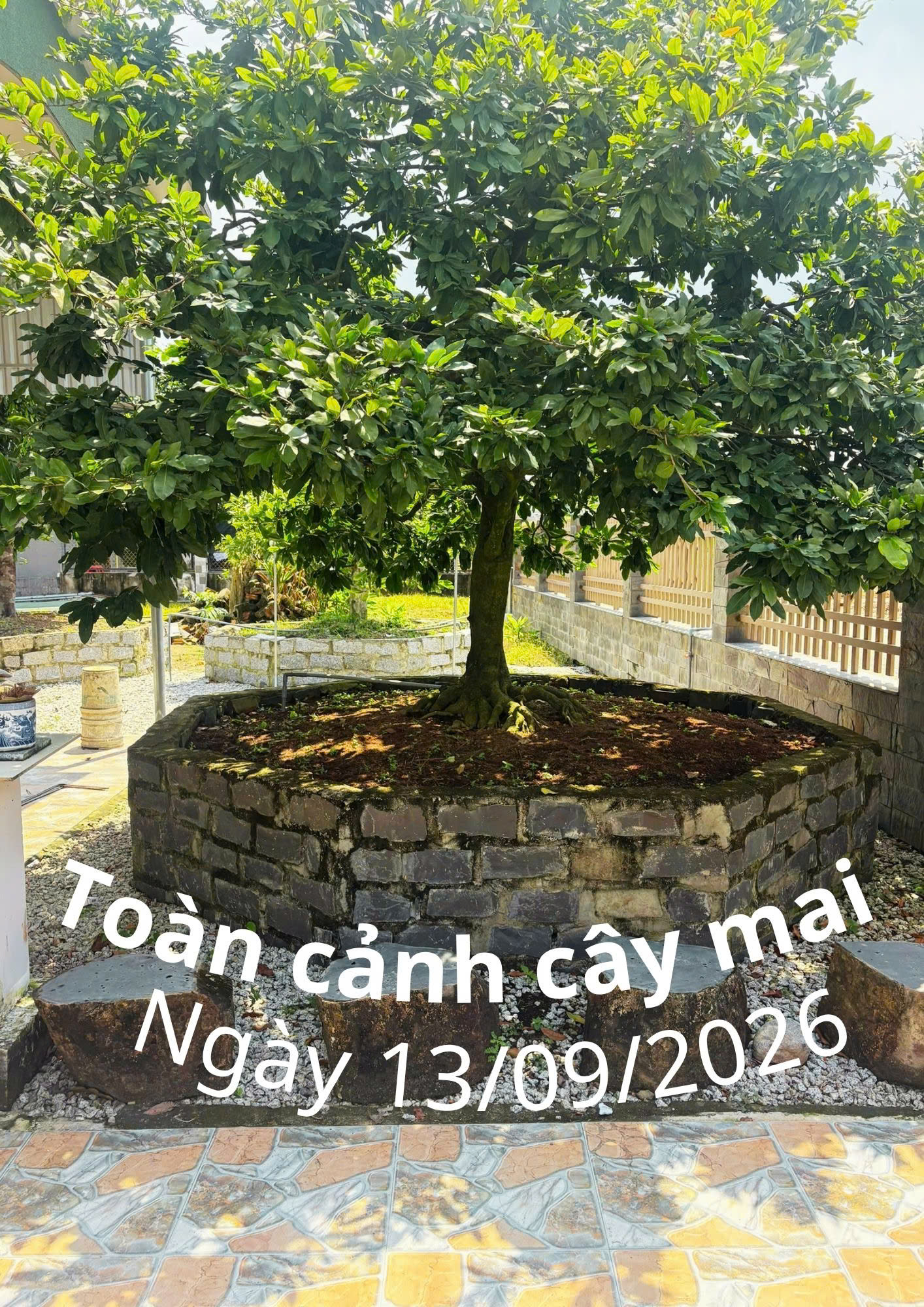 Mai Vàng Cổ Thụ