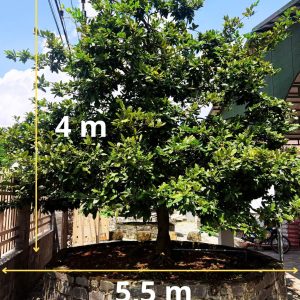 Mai Vàng Cổ Thụ Đẹp - Cây Mai Tự Nhiên 55 Năm Tuổi - Ảnh 7